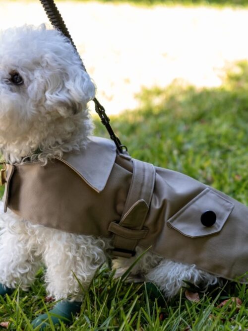Pet Clothes Classes